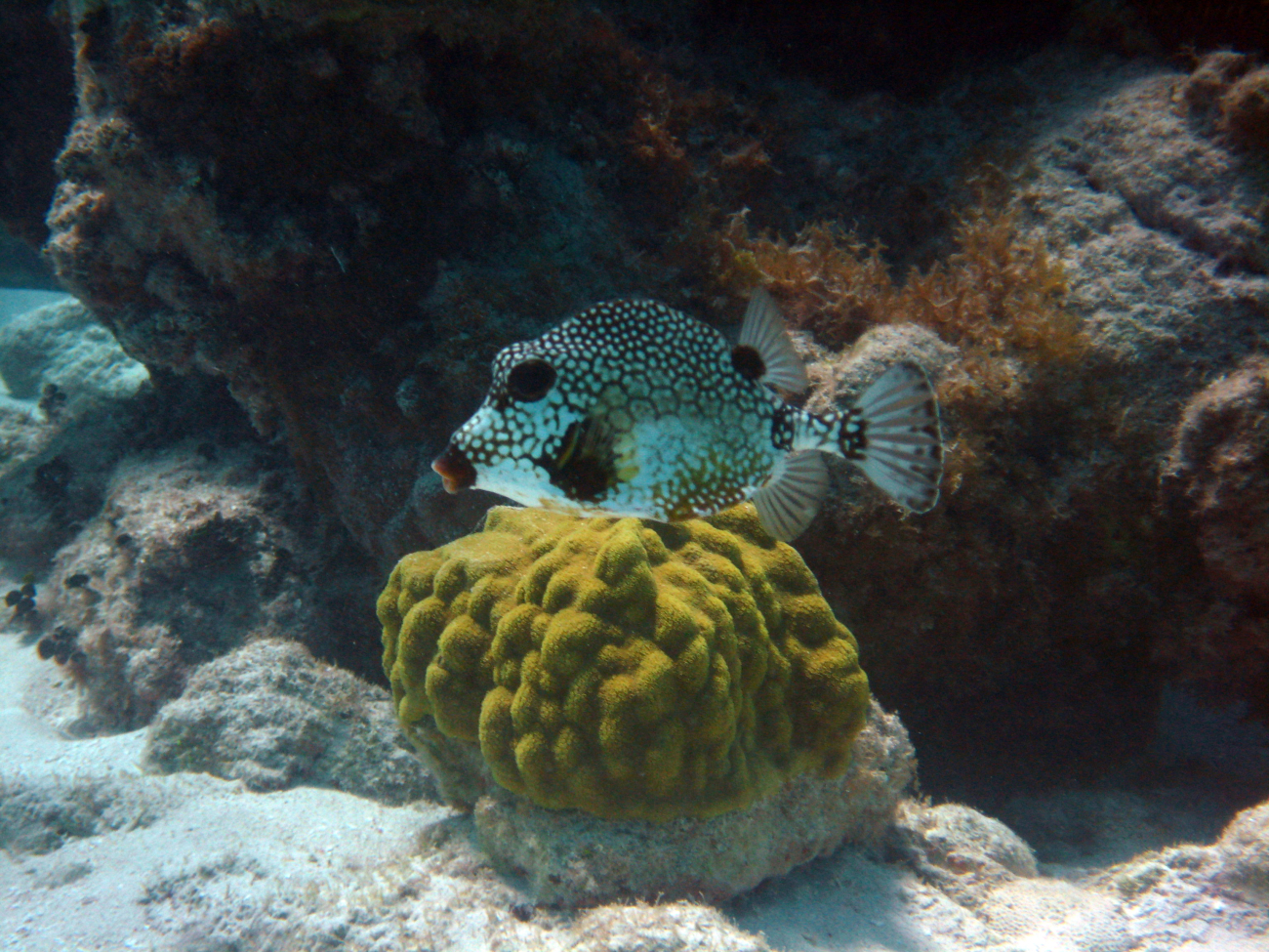 Smooth trunkfish (Lactophrys triqueter) and mustard hill coral (Poritesastreoides)