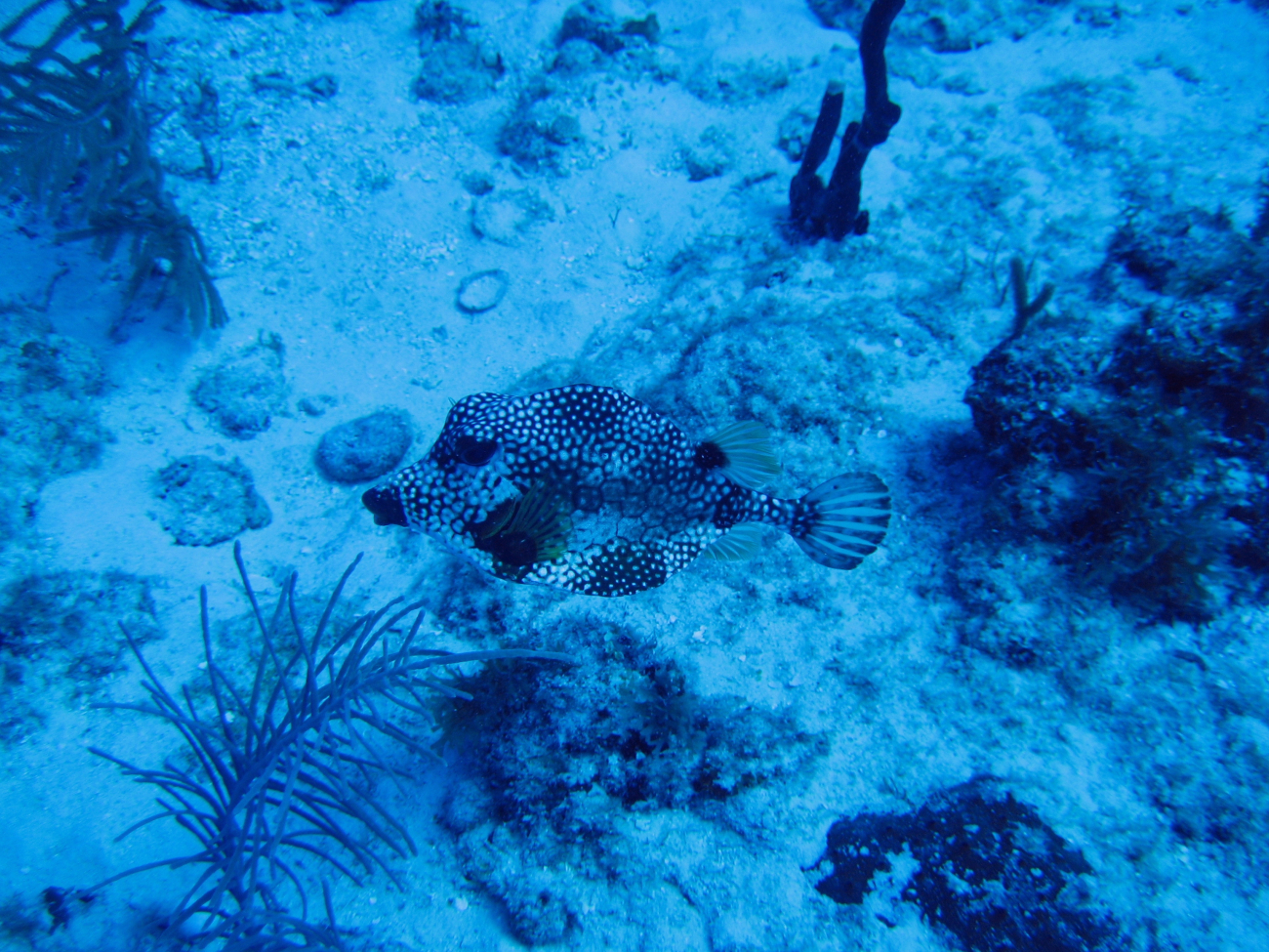 Smooth trunkfish side view (Lactophrys triqueter)