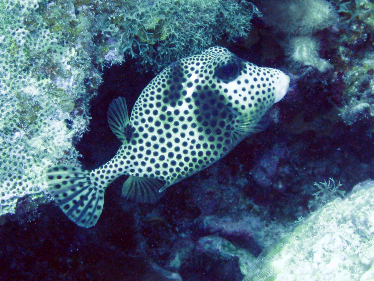 Smooth trunkfish side view (Lactophrys triqueter)