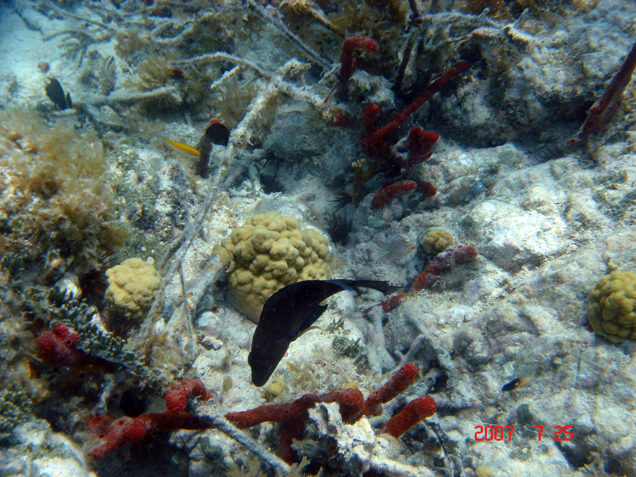 Black hamlet (Hypoplectrus nigricans), mustard hill coral (Porites astroides), a red sponge (Porifera sp
