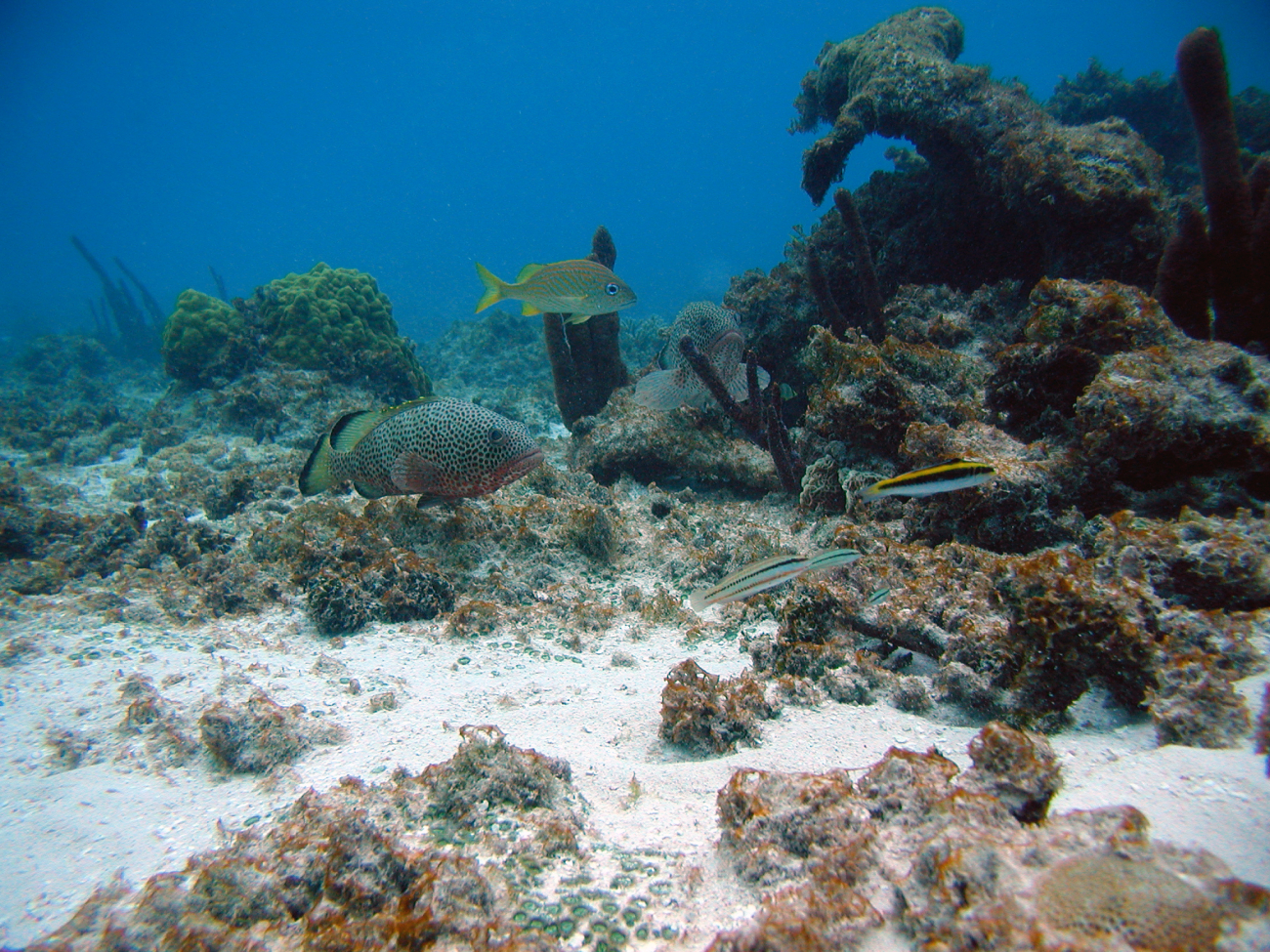 Red hind (Epinephelus guttatus), slippery dick (Halichoeres bivittatus), Frenchgrunt (Haemulon flavolineatum), bluehead (Thalassoma bifasciatum), and mustardhill coral (Porites astreoides)