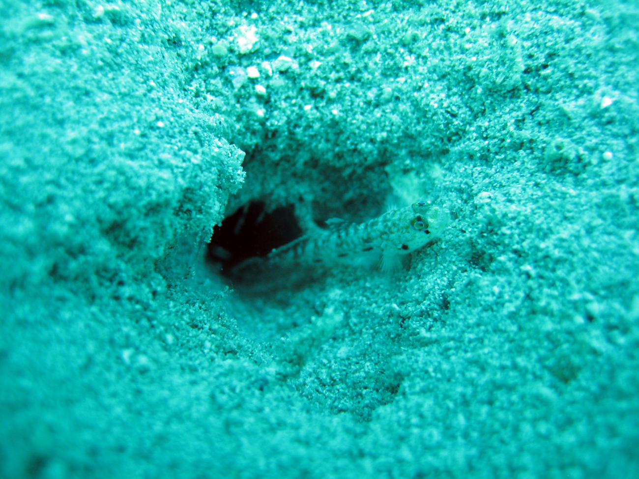 Dash goby (Ctenogobius saepepallens) at the entrance to its burrow