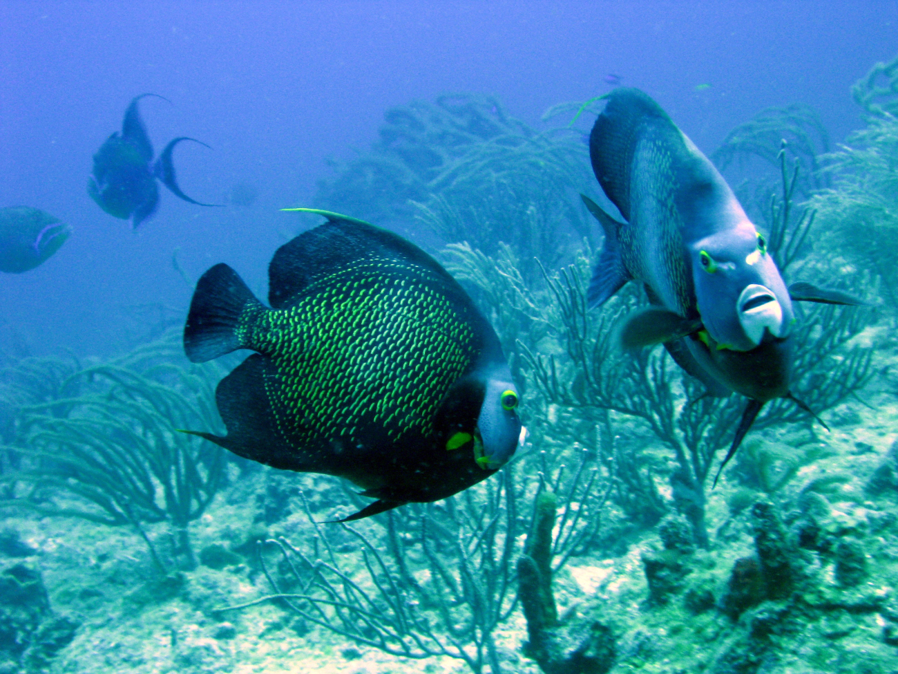 Two French angelfish (Pomacanthus paru)