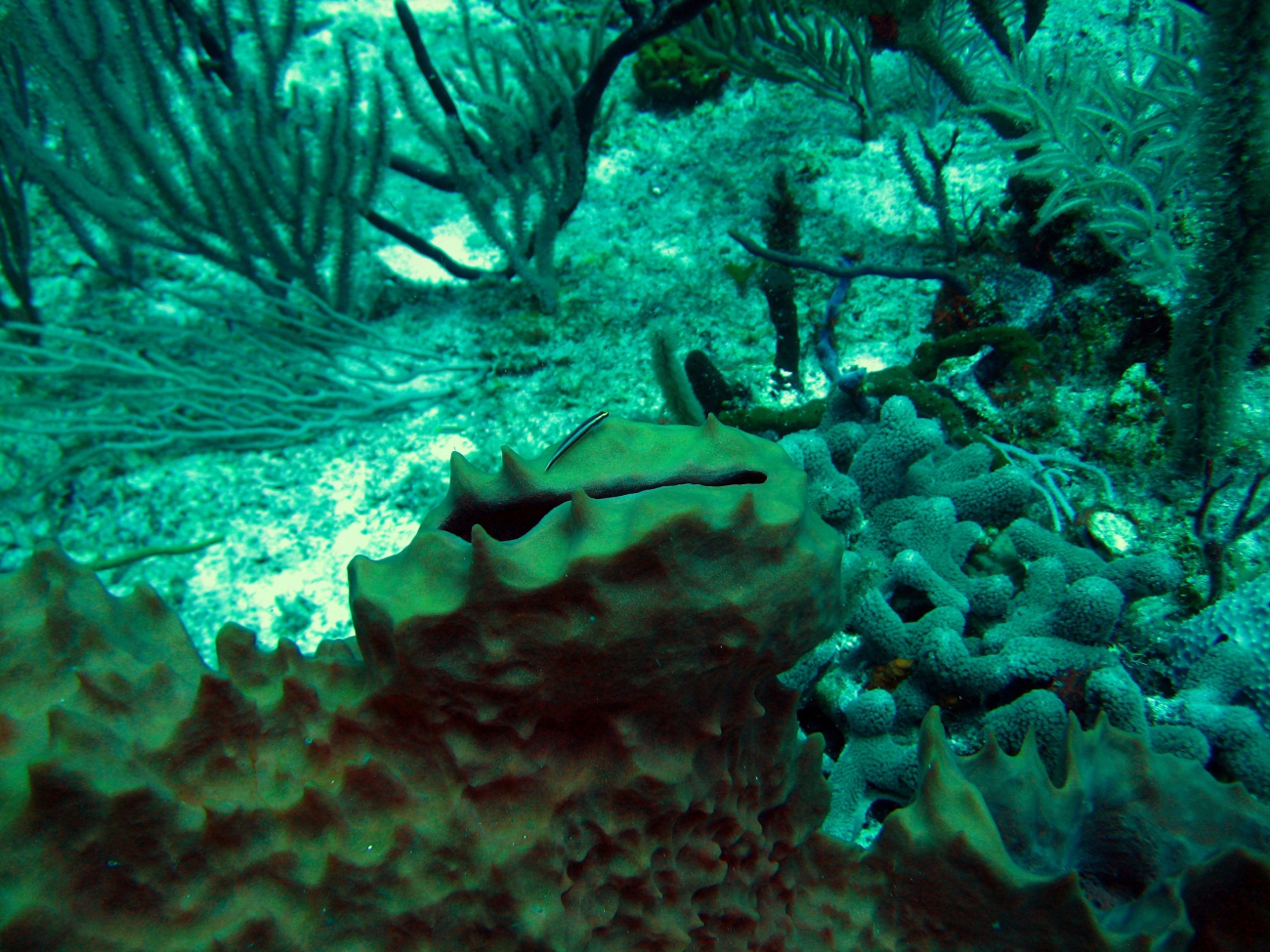 A sharknose goby (Elacatinus evelynae) residing on a barrel sponge (Porifera sp