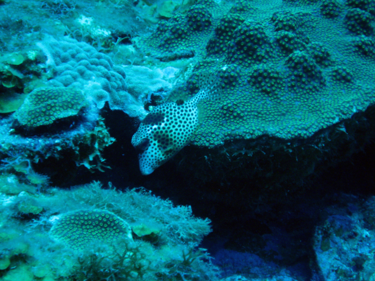 A spotted trunkfish (Lactophrys bicaudalis) swimming over a boulder star coralcomplex (Montastraea annularis)