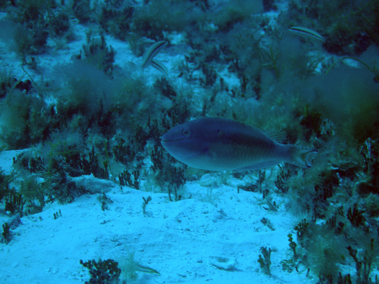 Redband parrotfish (Sparisoma aurofrenatum)
