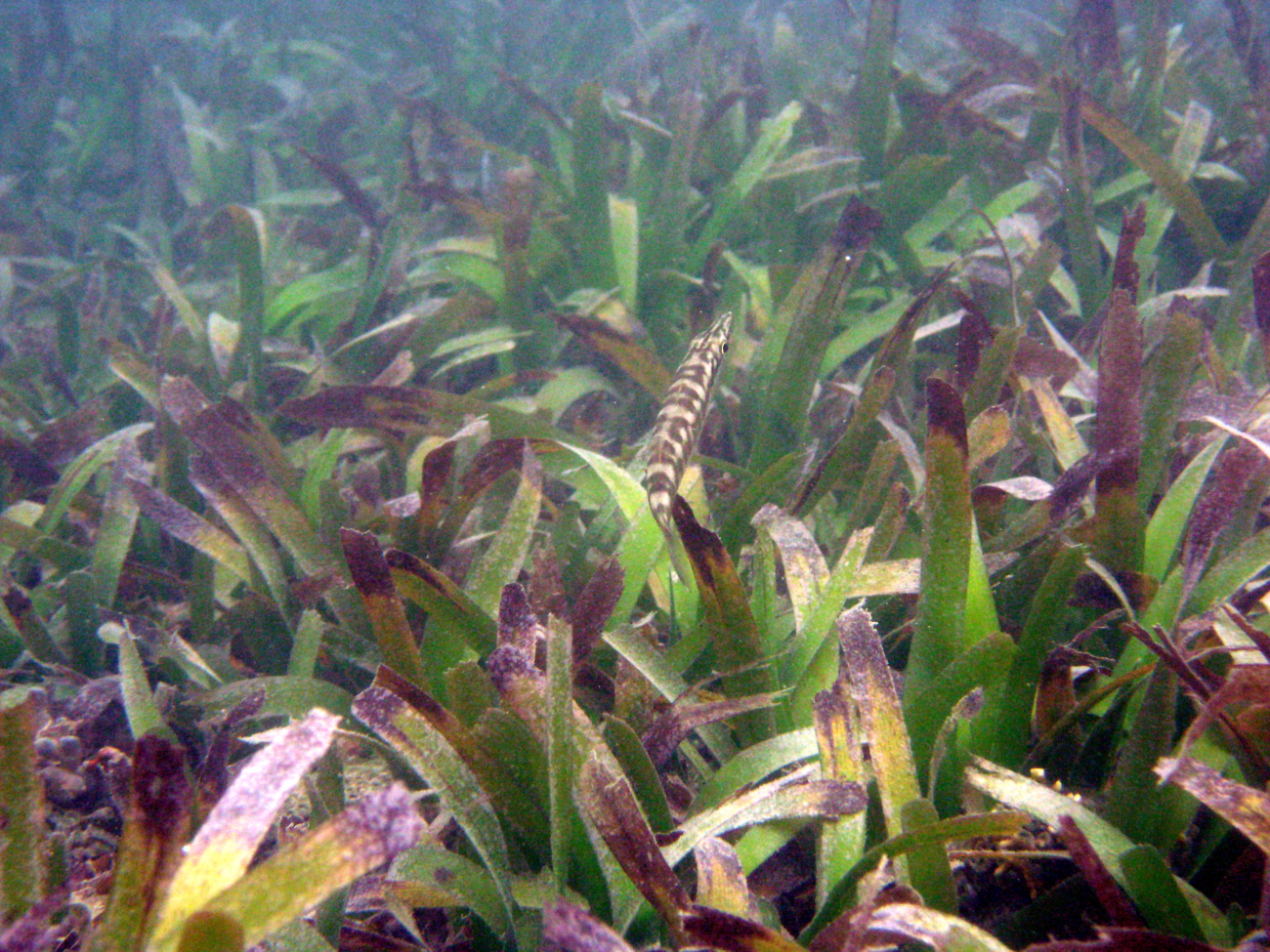 Great barracuda (Sphyraena barracuda) in turtle grass (Thalassia testudinum)