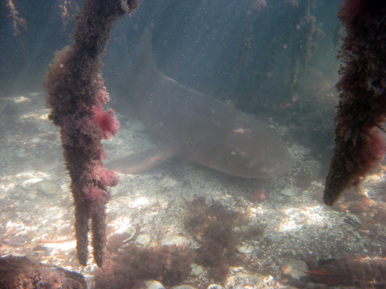 Nurse shark (Ginglymostoma cirratum) in the midst of mangrove prop roots(Rhizophora rts