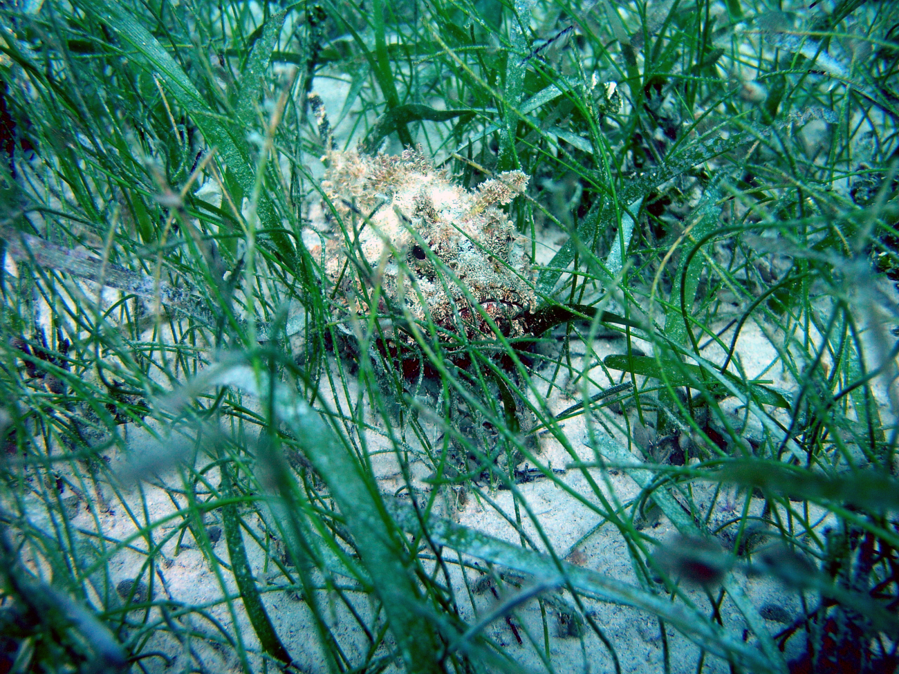 Spotted scorpionfish (Scorpaena plumieri) in manatee grass (Syringodiumisoetifolium)