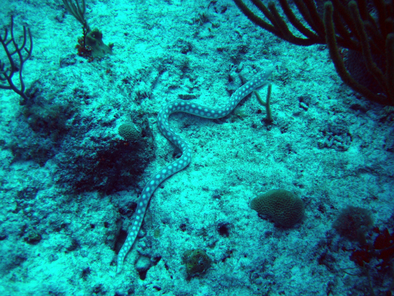 Sharptail eel (Myrichthys breviceps)