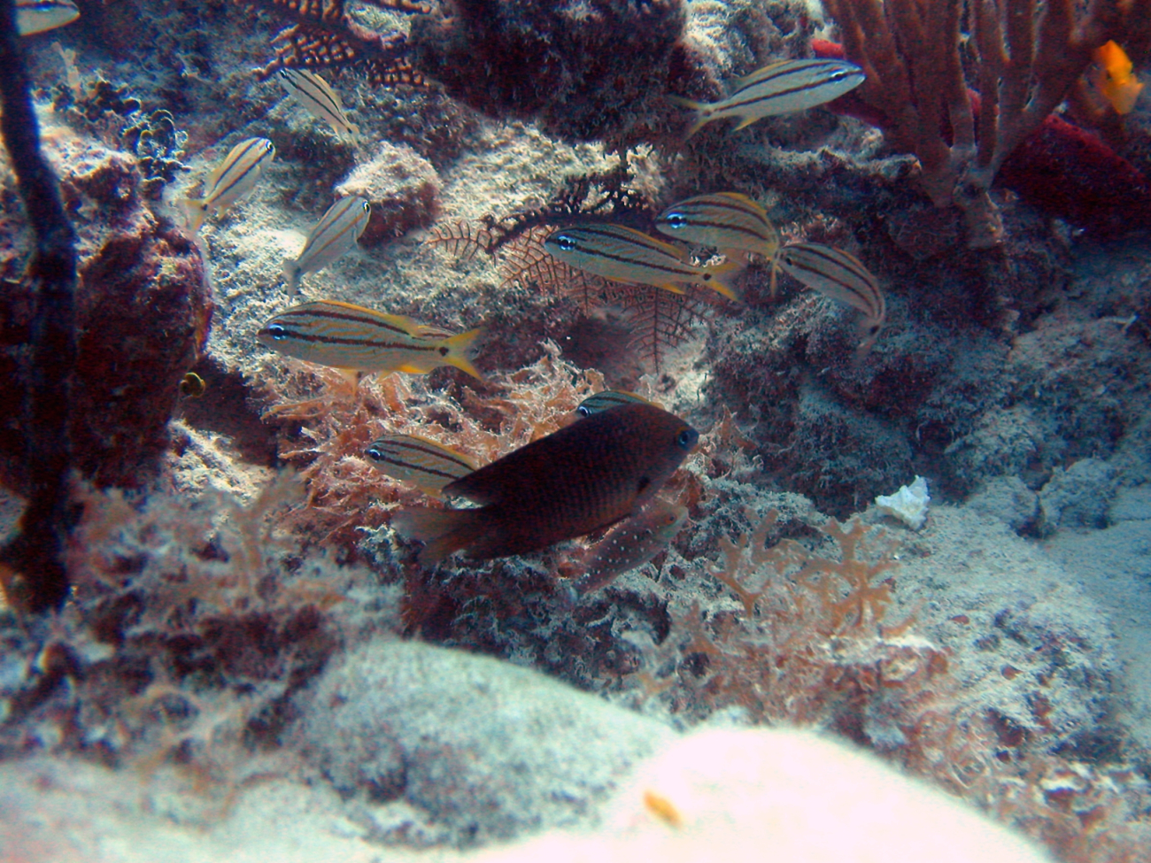 Stoplight parrotfish (Sparisoma viride), French grunt (Haemulon flavolineatum),various sponges (Porifera sp