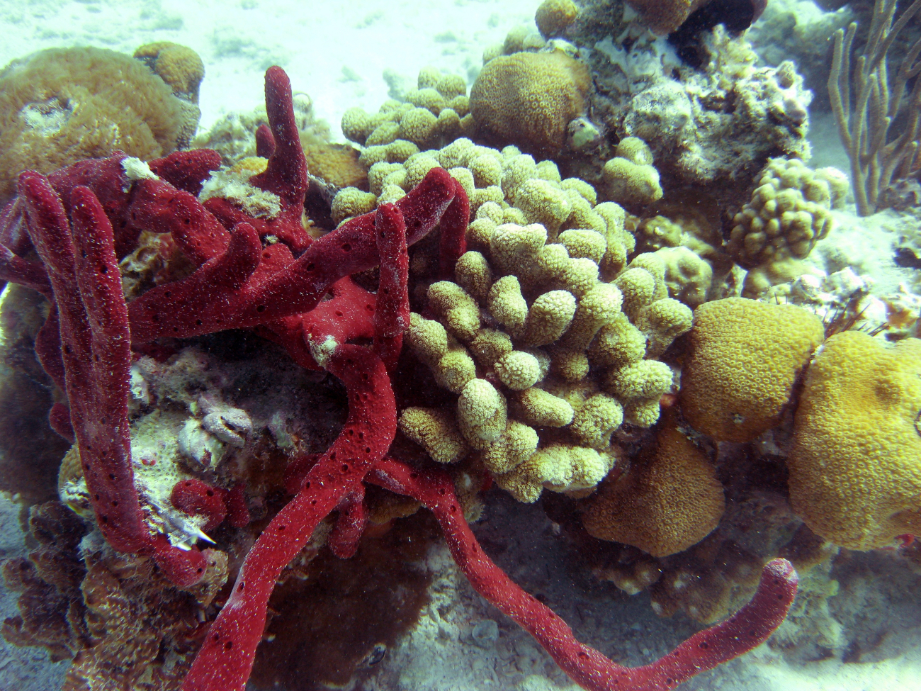 Finger coral (Porites porites), red sponge (Porifera sp