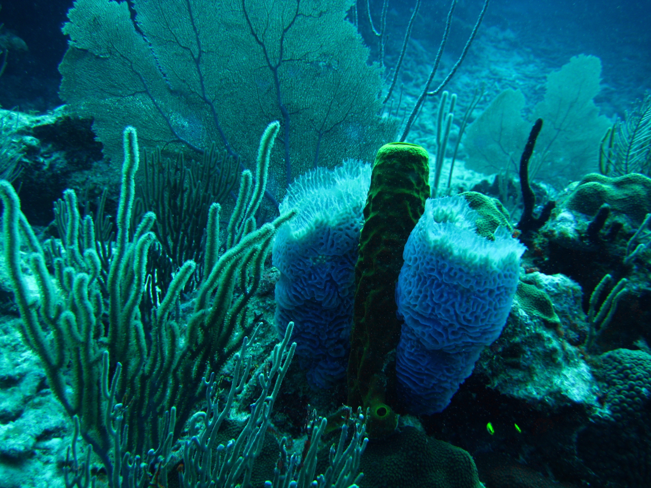 Sea fans, sea plumes, sea rods, and sea whips  (Gorgonacea spp), and blue andyellow barrel/tube sponges (Porifera spp)