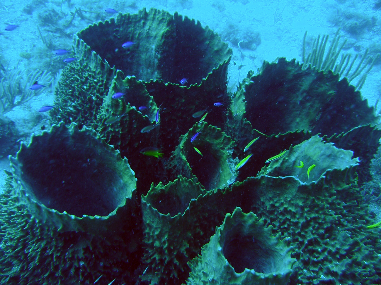 Large barrel sponges (Porifera  sp) with blue chromis (Chromis cyanea) and other fish species