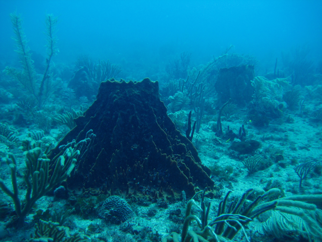 Large barrel sponge (Porifera spp) looking like a Mayan pyramid