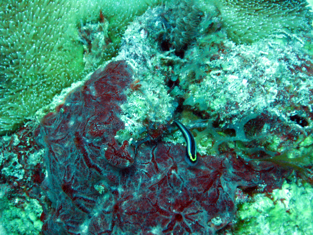 A sharknose goby over a red encrusting sponge (Porifera spp)