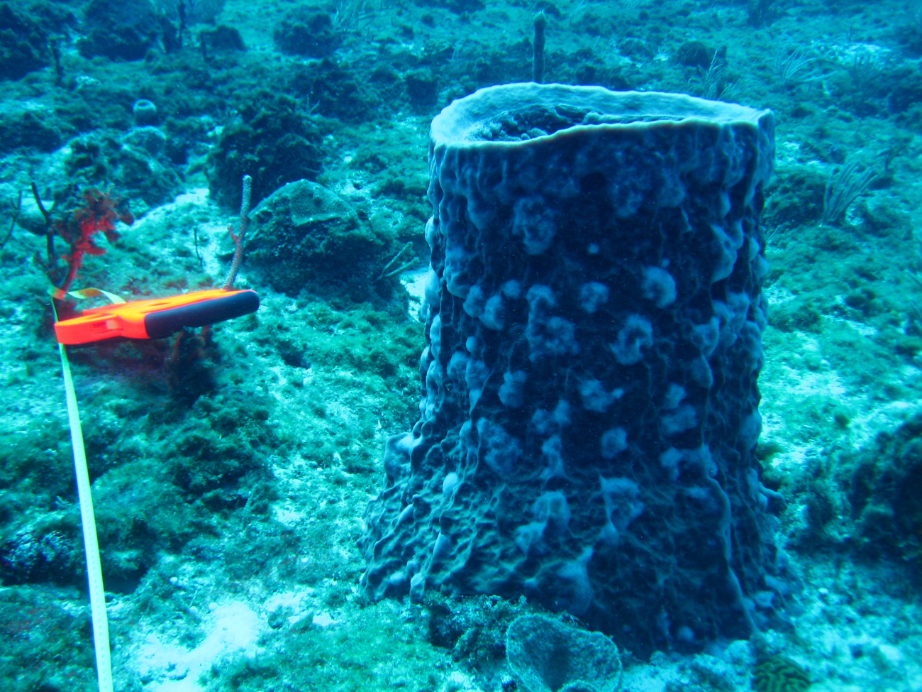 Blue barrel sponge (Porifera sp
