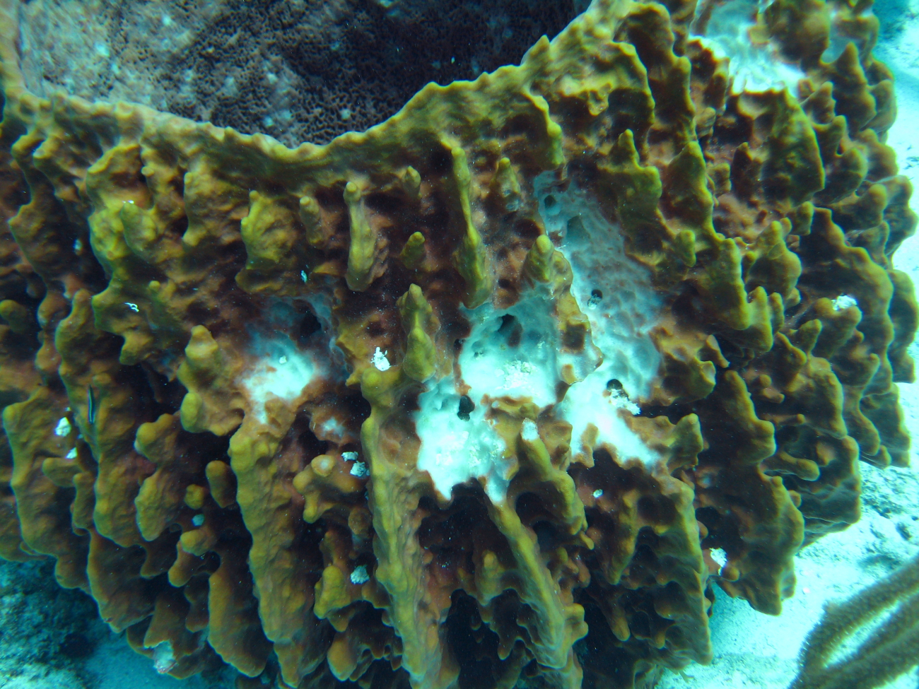Brown barrel sponge (Porifera sp