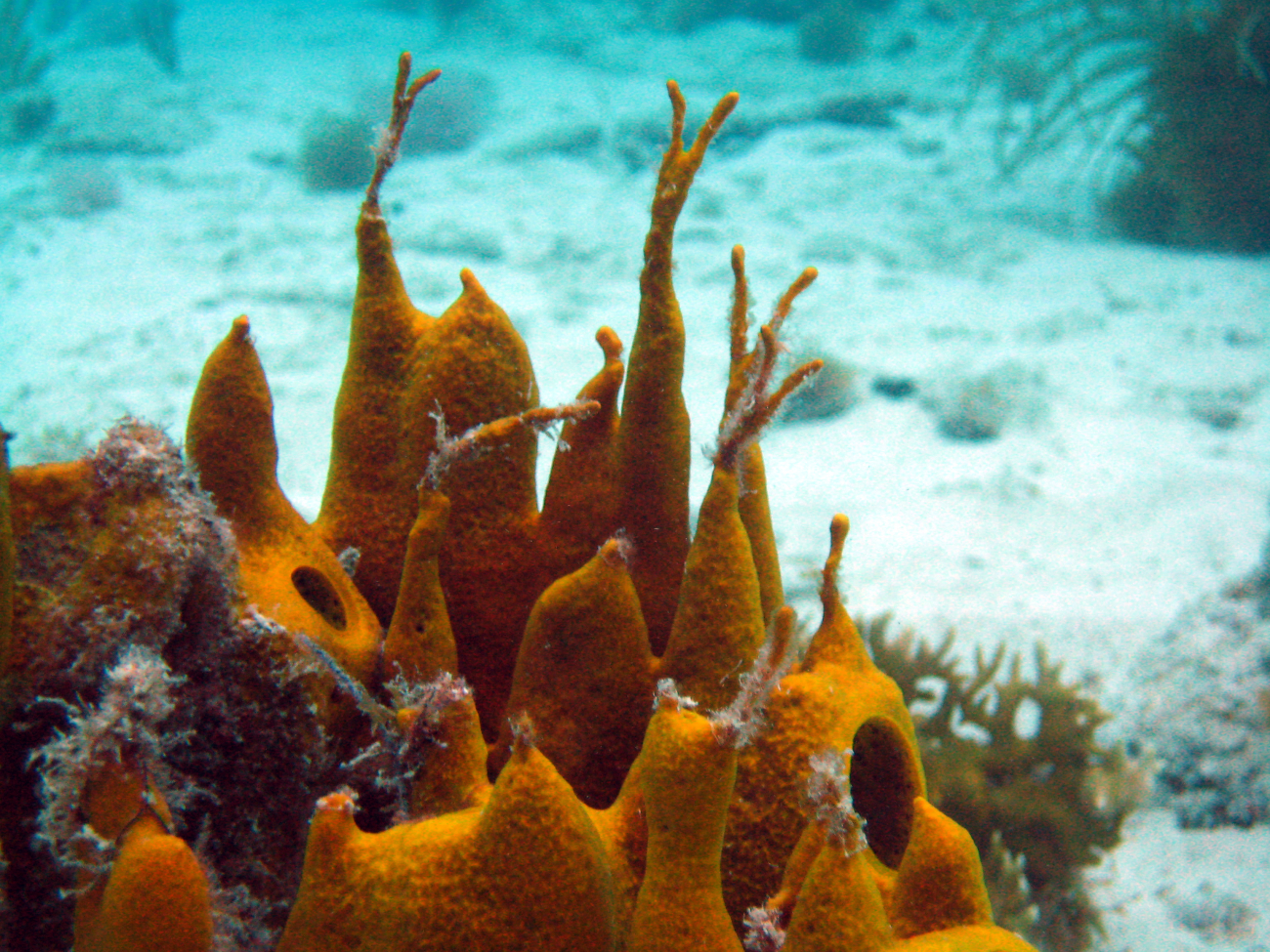 Orange barrel/tube sponge (Porifera sp