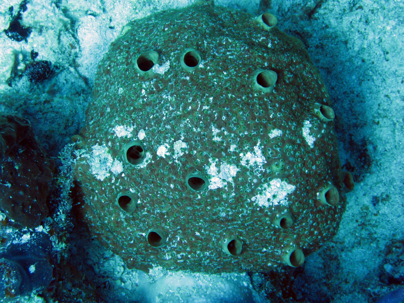 Encrusting sponge (Porifera sp