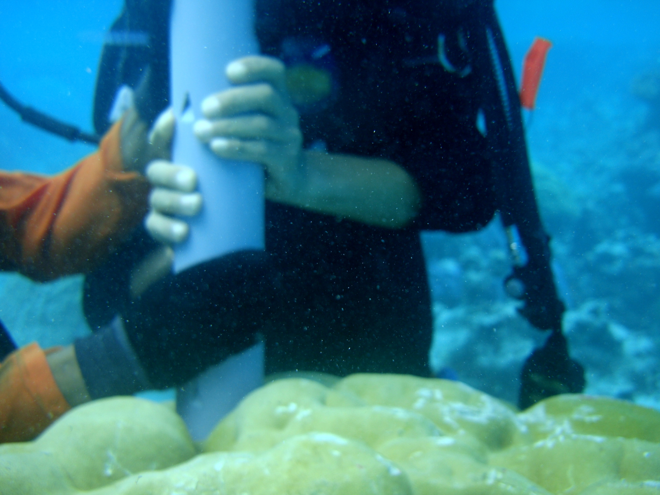 Coring large Porites lobata coral for climate studies and effect of warm poolvariability on coral growth