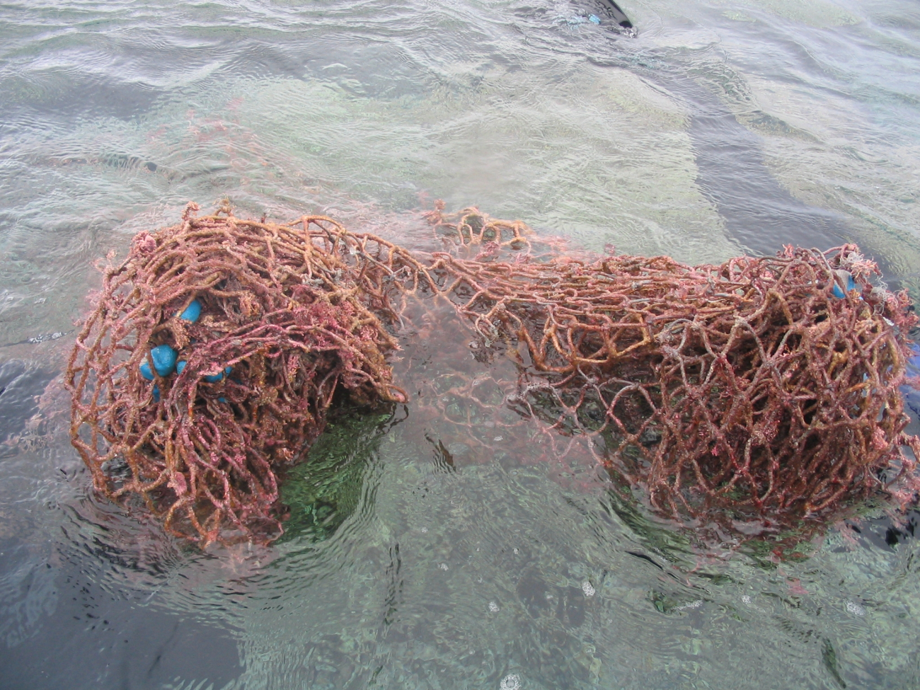 Derelict net on surface after removal from reef