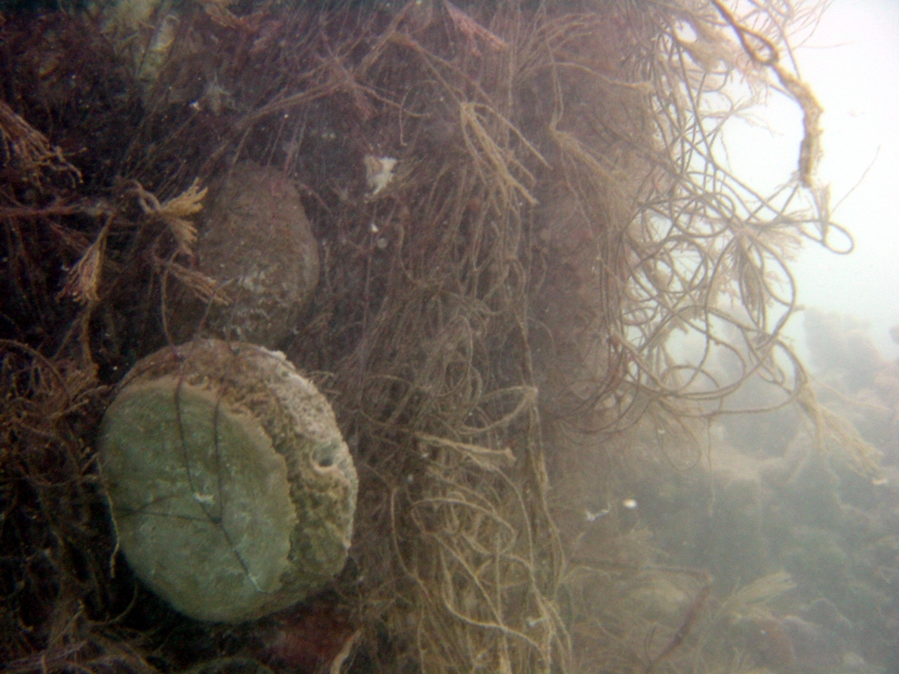 Whale vertebrae wrapped up in derelict net