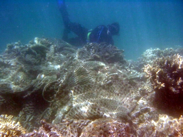 Snorkeler removing entangled net from coral