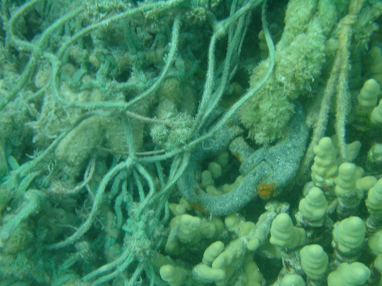 Derelict net entangled on reef with steel shackle that could cause reef damage
