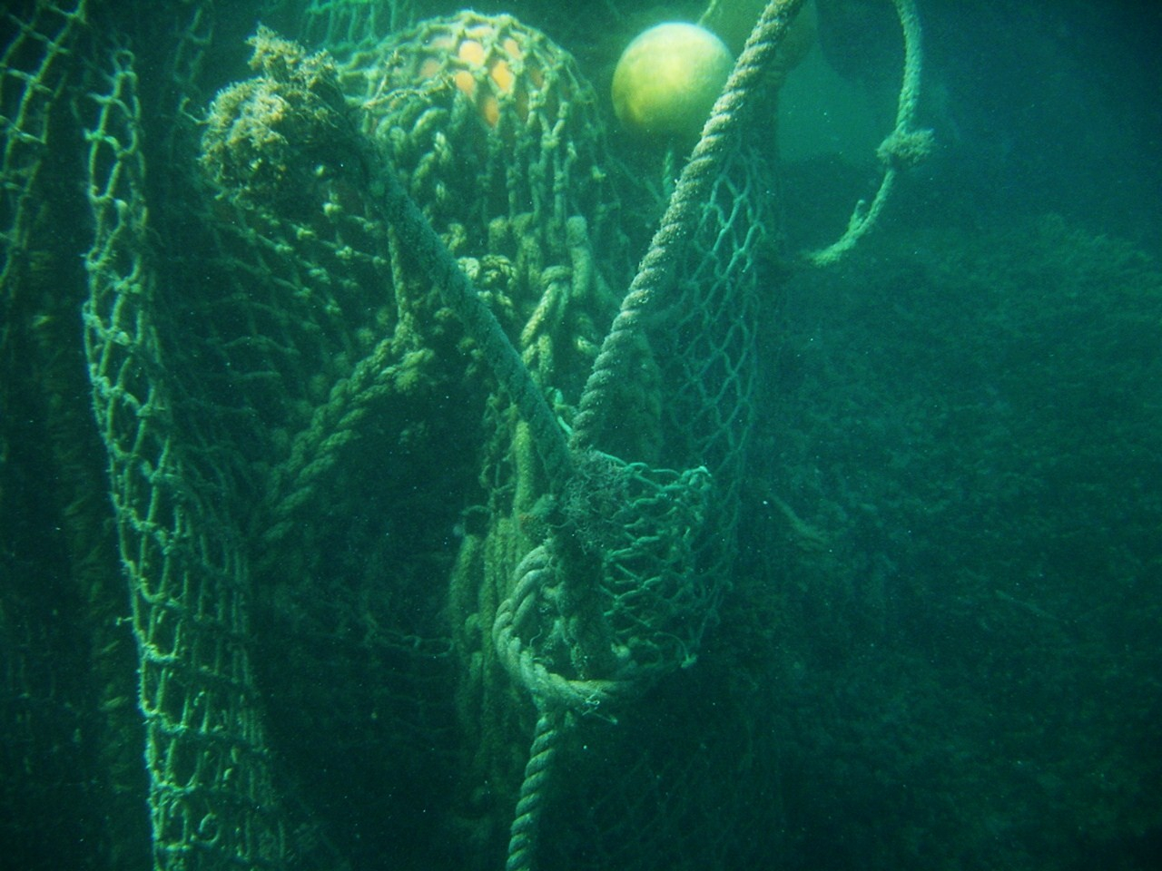 Large derelict net entangled on reef