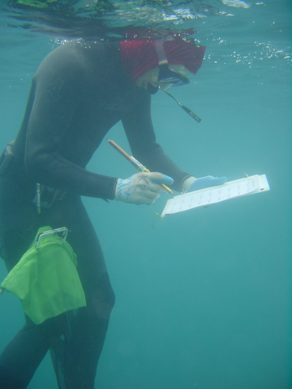 Scientist snorkeler gathering data on the effects of derelict nets on coralreefs