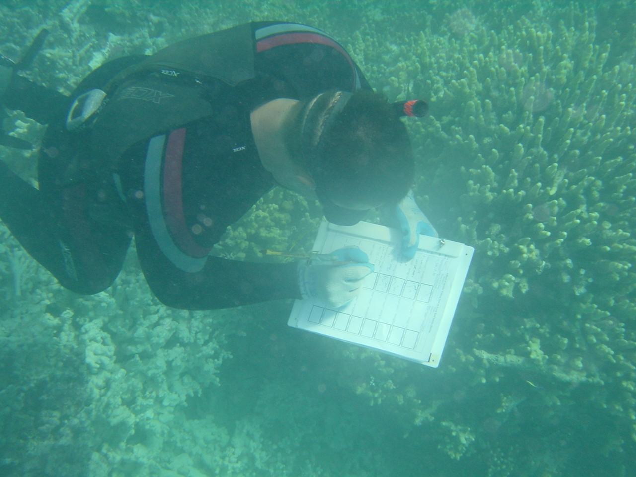 Scientist diver studying effects of derelict nets on coral reefs