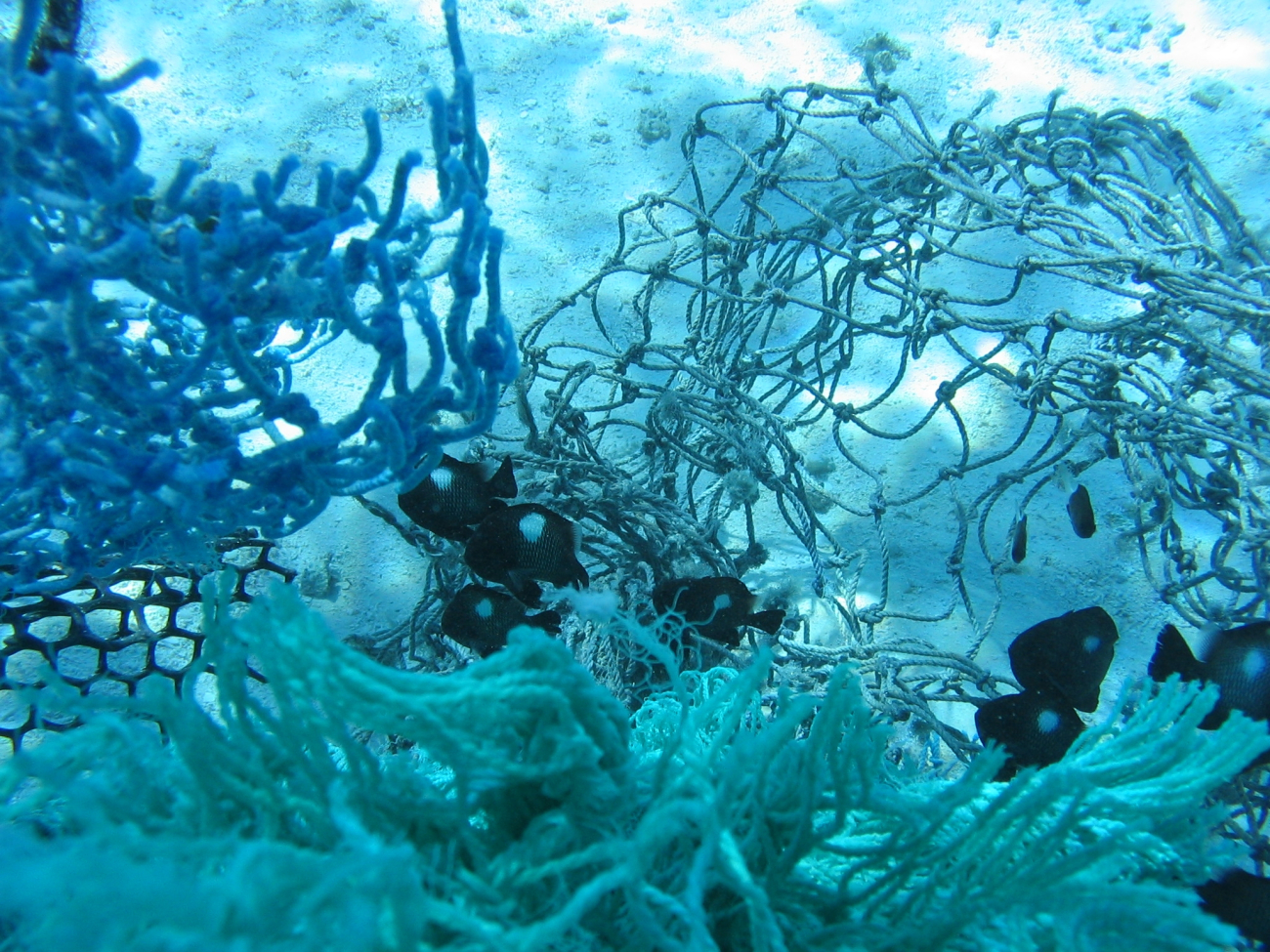 Damsel fish living at edge of net debris