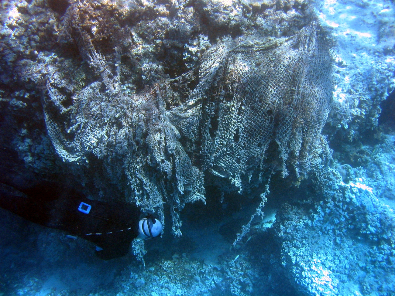 Snorkeler inspecting net debris entangled on coral rock outcrop