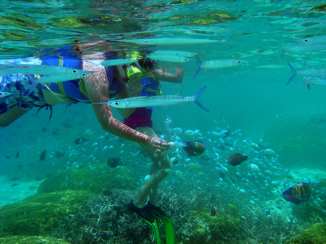Dive tourism can place additional stress on reefs
