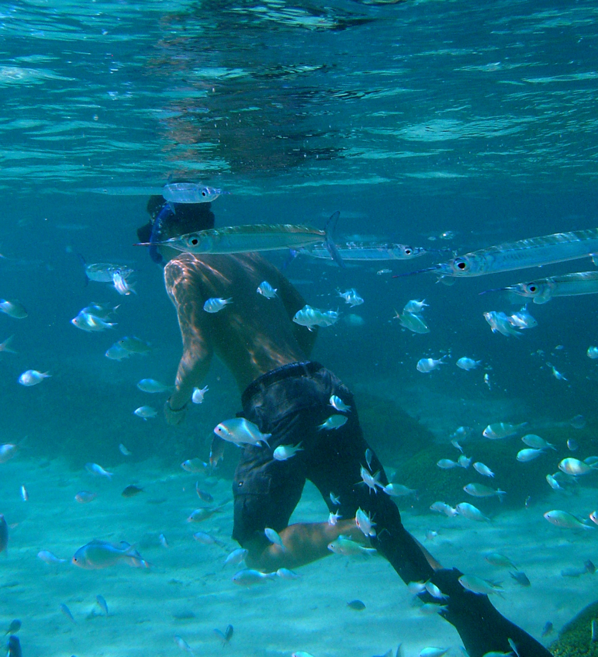 Make sure not to touch the bottom when snorkeling or scuba diving