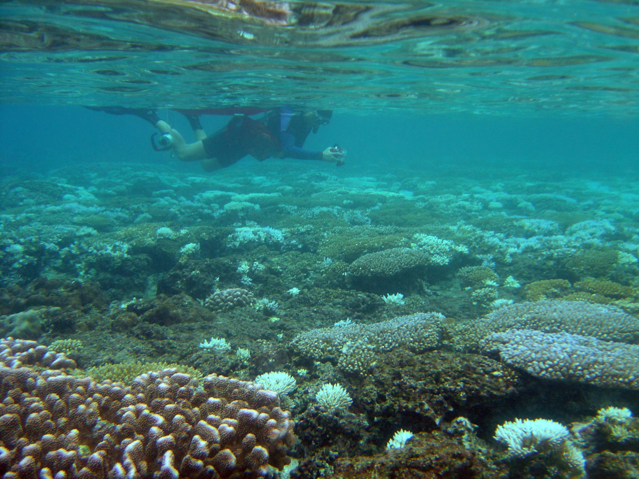 Scientist studying area affected by coral reef bleaching