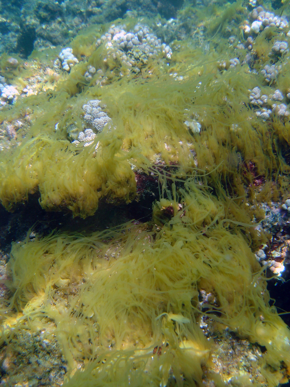Algae covering dead coral reef