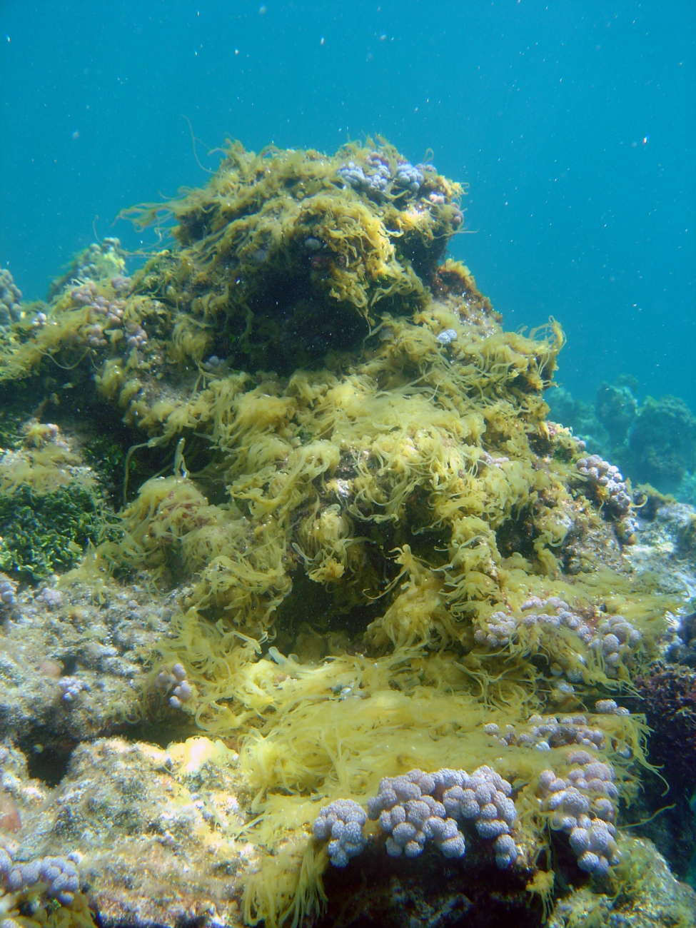 Algae covering dead coral reef