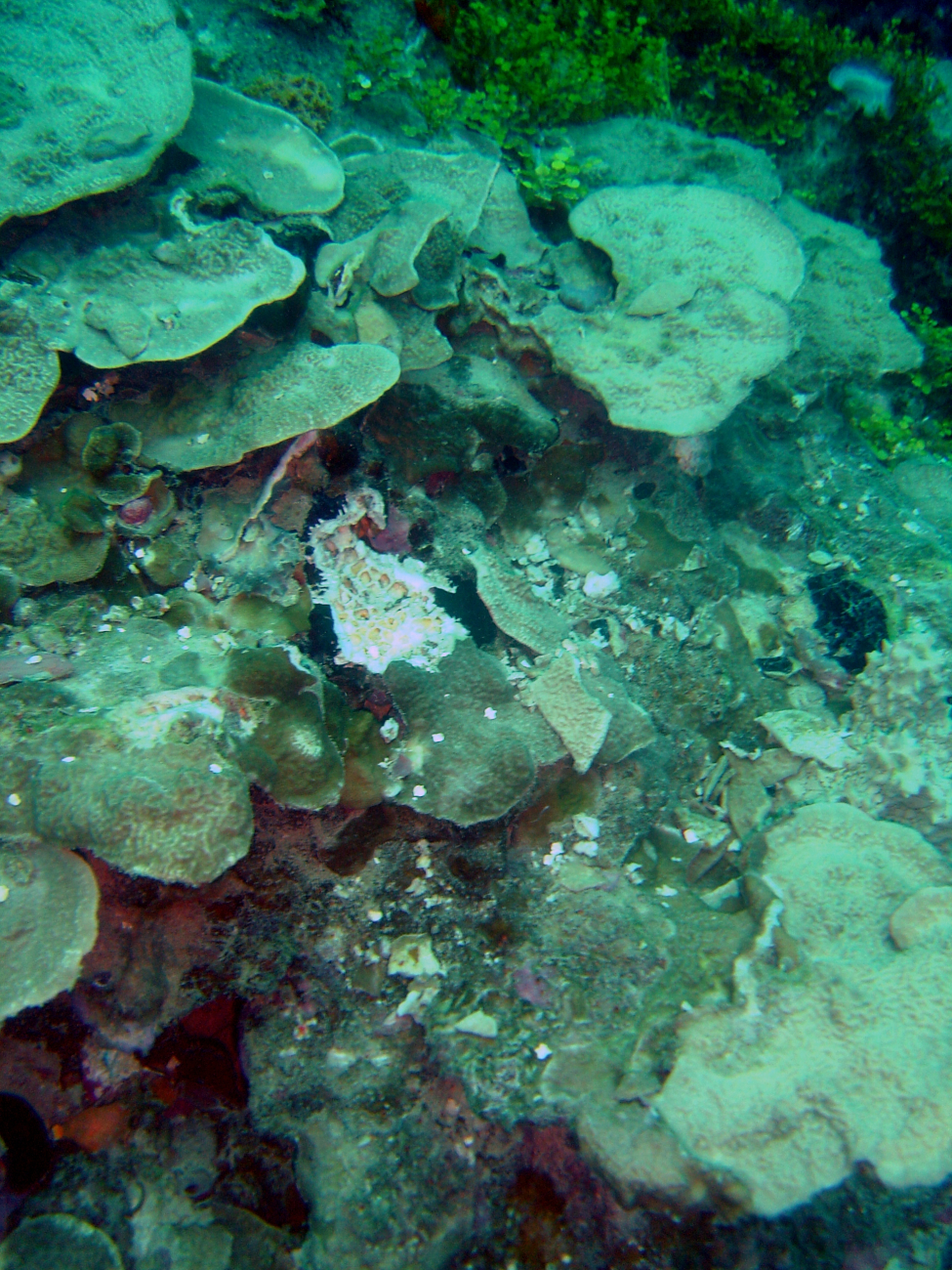 Note broken coral where anchor chain had overlain coral reef