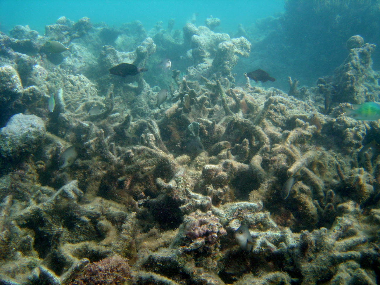 Various fish wander through the skeletal remains of a once-vibrant reef