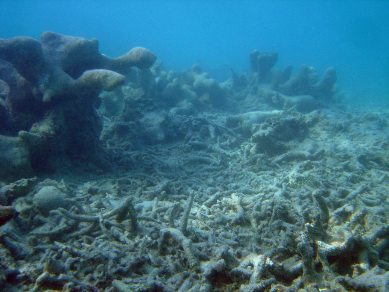 A dead coral reef