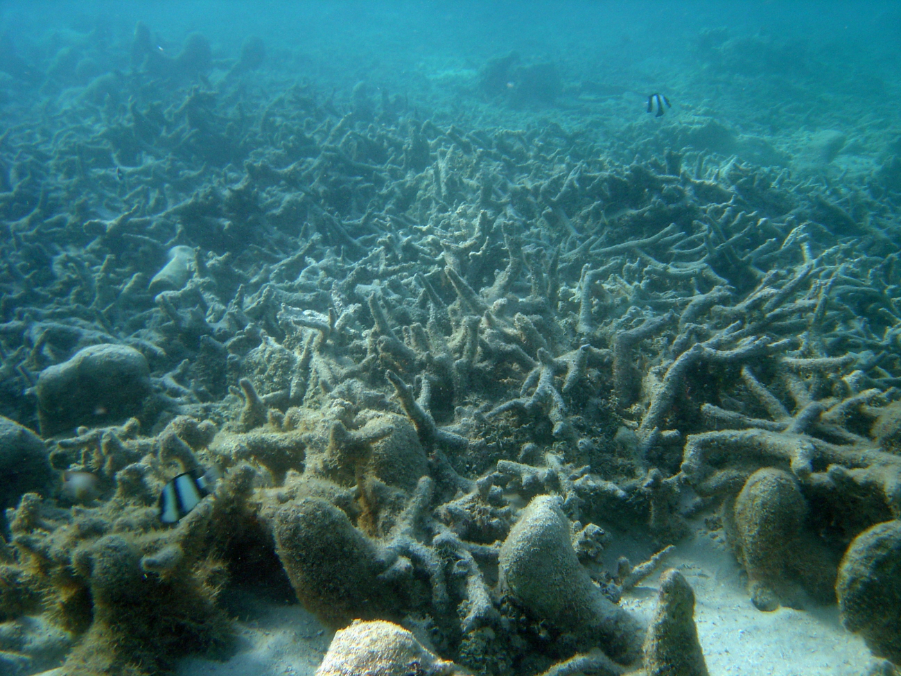 A few fish wander through the remains of a dead reef