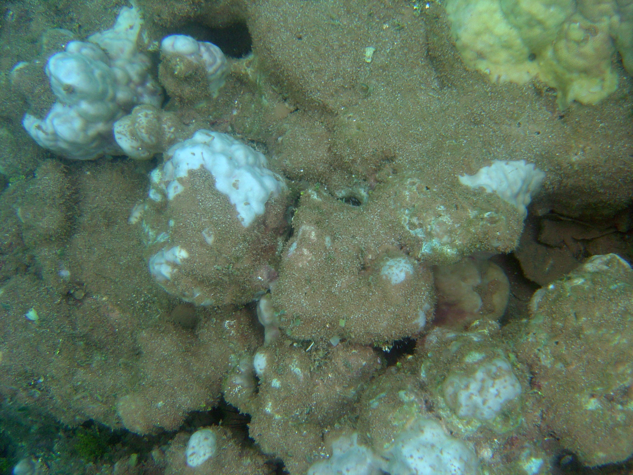 Sediment outwash killing a reef