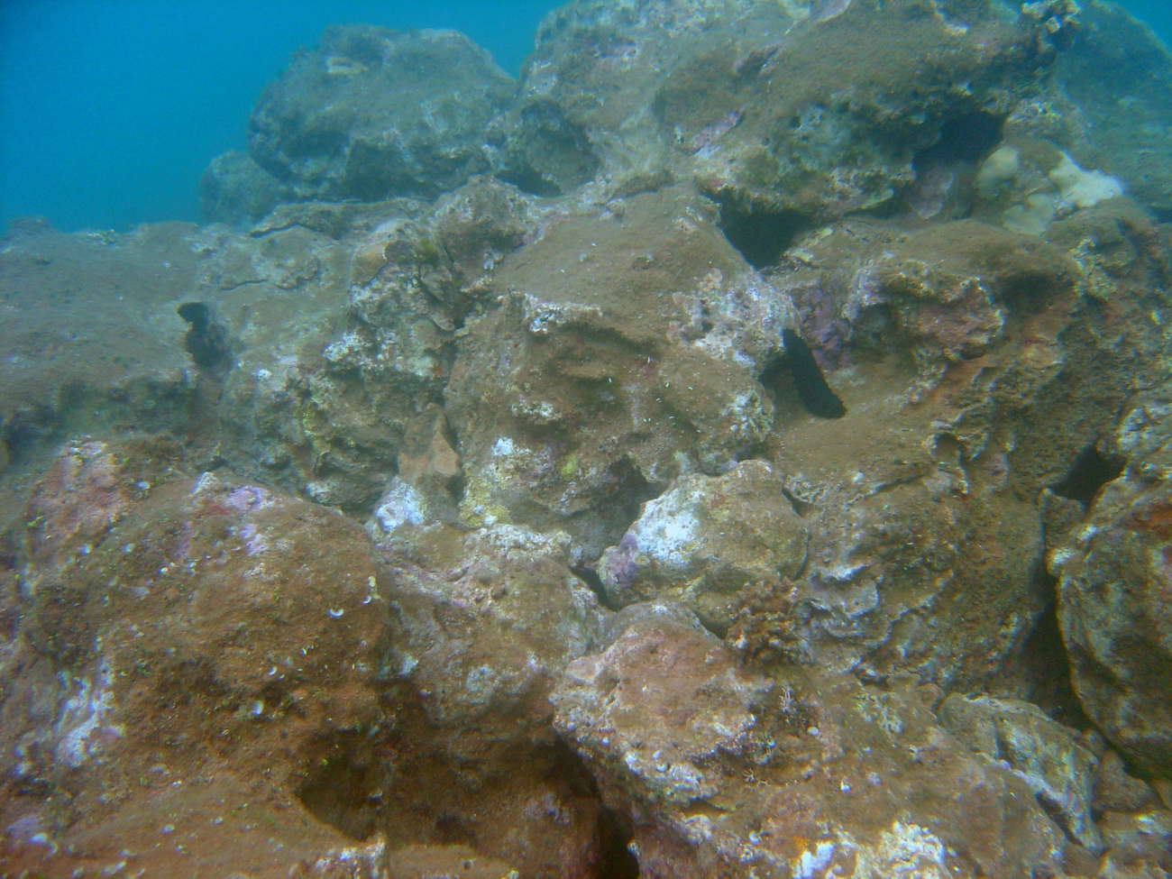 Sediment burying a once-vibrant reef