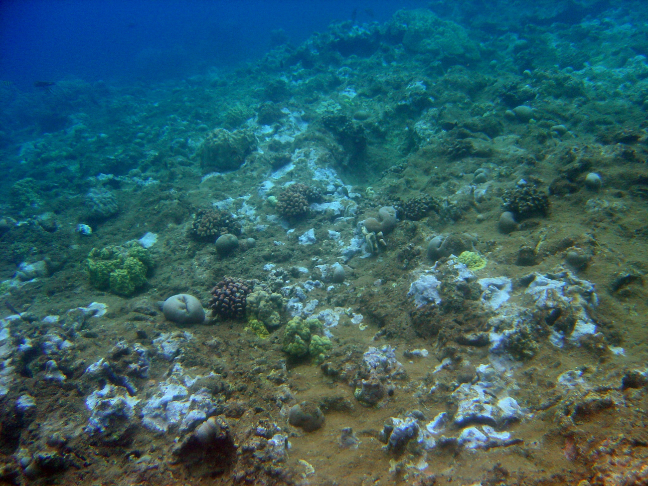 A decimated coral reef area