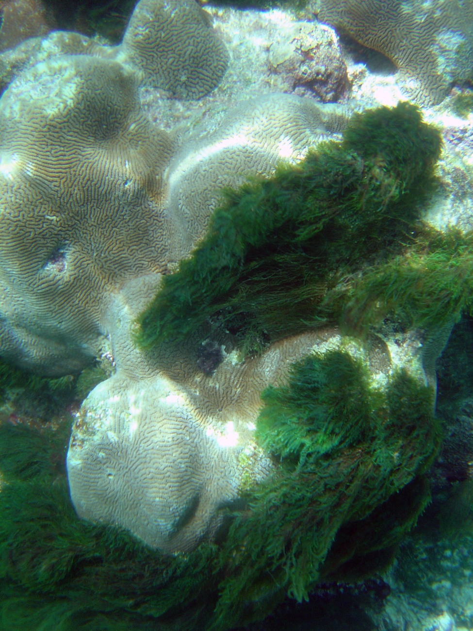 Thick green algae overgrowing coral