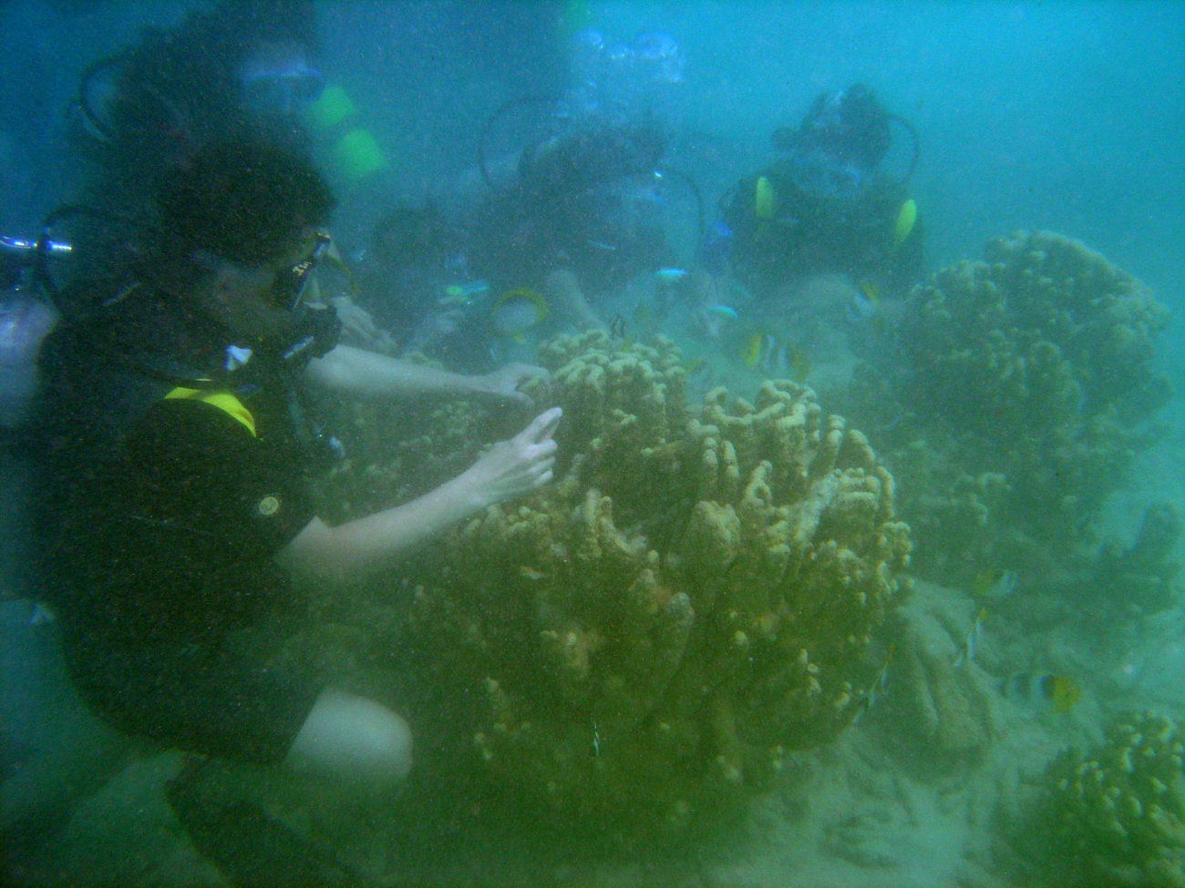 Scientist studying diseased and dying corals