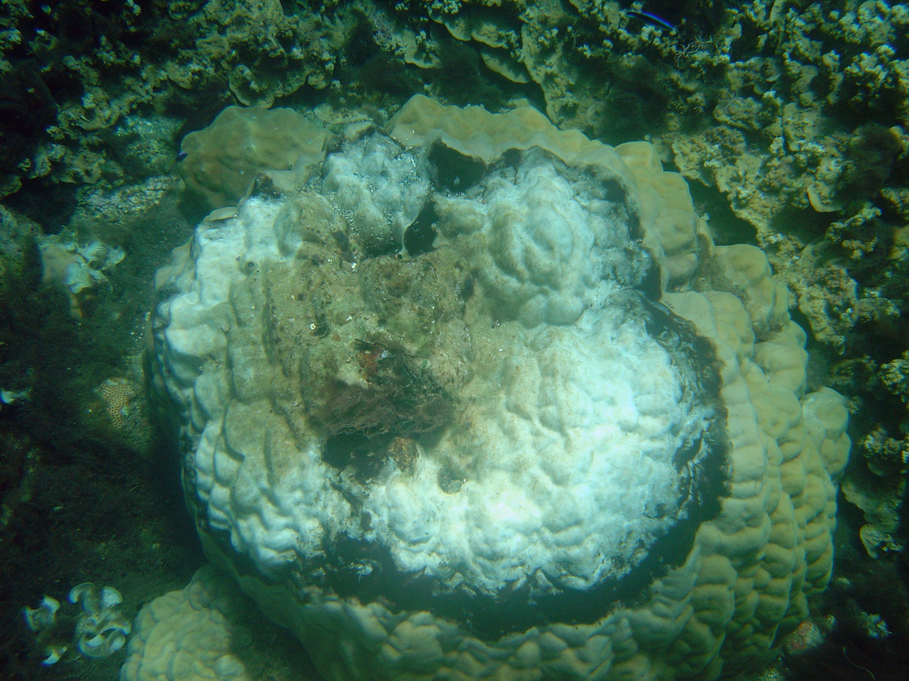Diseased and dead areas within coral