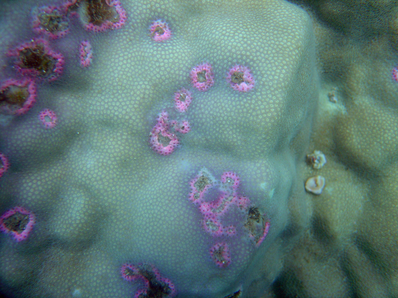 Pink-banded diseased areas on live coral